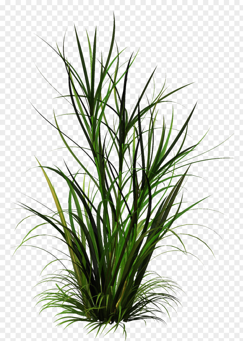 Ornamental Grass Purple Fountain Weed Clip Art PNG