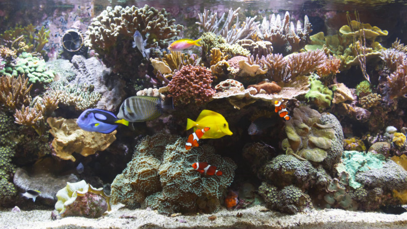 Aquarium Blu-ray Disc Reef Coral PNG