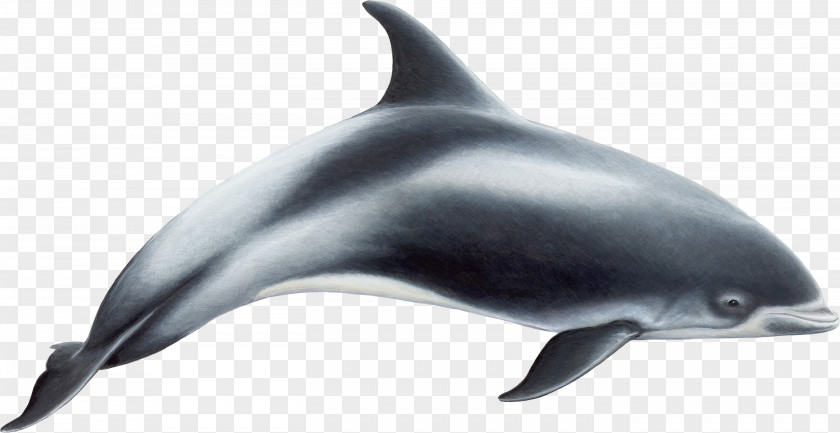 Dolphin White-beaked Common Bottlenose Short-beaked Toothed Whale Rough-toothed PNG