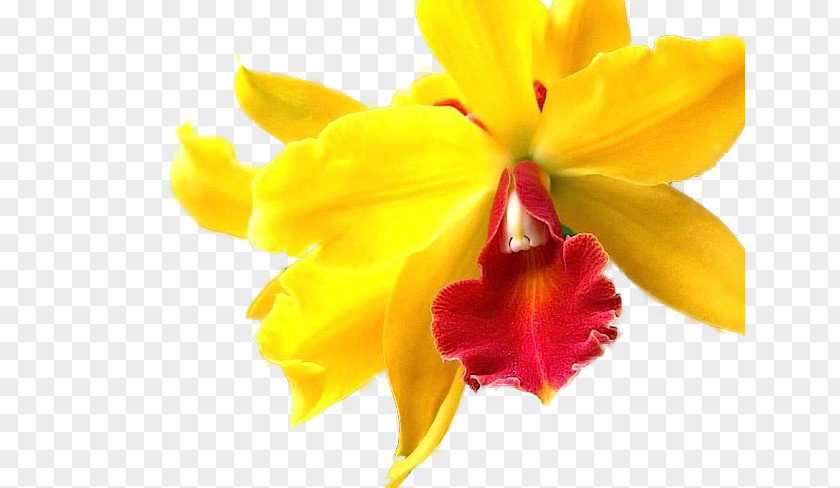 Flower Orchids Yellow Lily VK PNG
