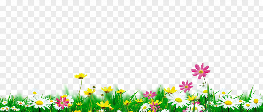 Flowers In Full Bloom Natural Environment Download Nature PNG