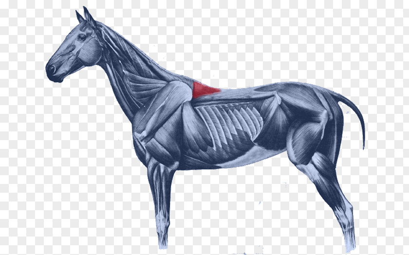 Horse Rectus Capitis Anterior Muscle Splenius Equine Anatomy Longus PNG