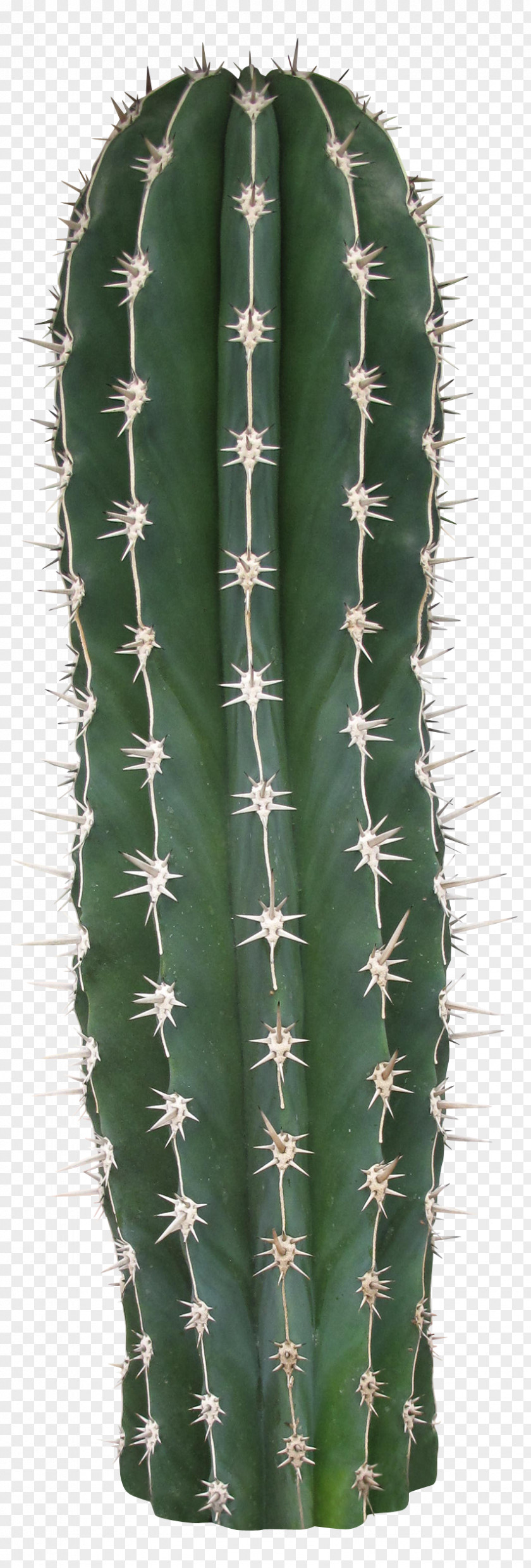 Long Cactus Acanthocereus Tetragonus San Pedro Cactaceae Thorns, Spines, And Prickles PNG