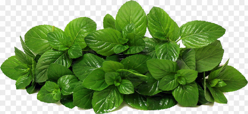 Mint Photos Mentha Spicata Lettuce Peppermint Herb PNG