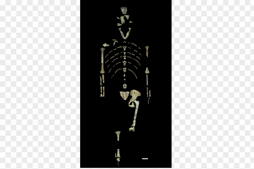 Skeleton Lucy Australopithecus Afarensis Afar Region Homo Sapiens Human Evolution PNG