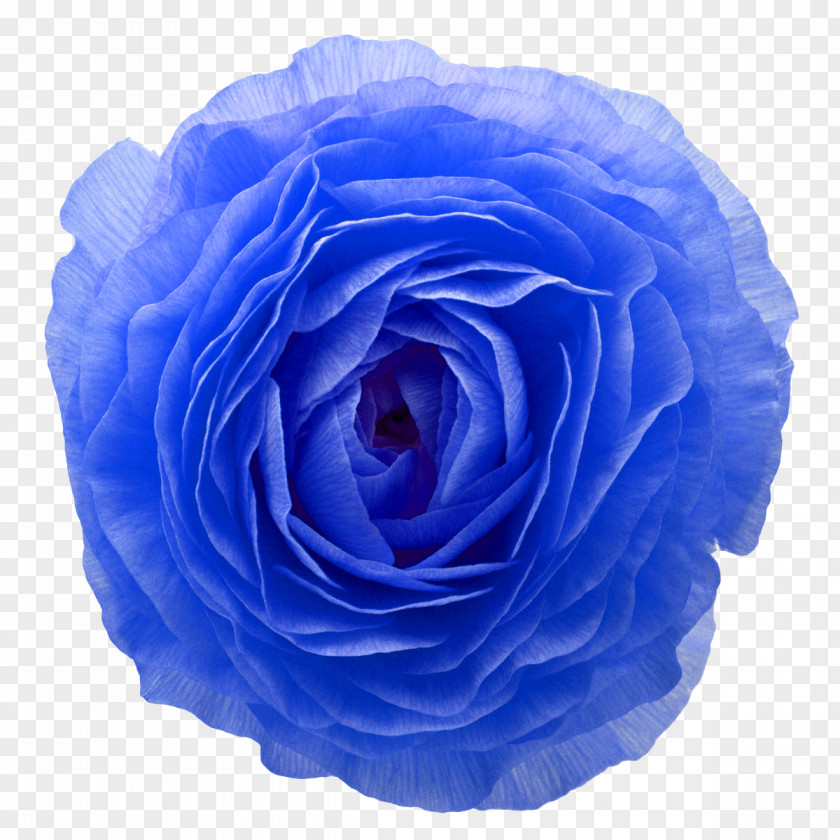 Toy Blue Rose Azul Brazilian Airlines Garden Roses Kong Goodie Bone PNG