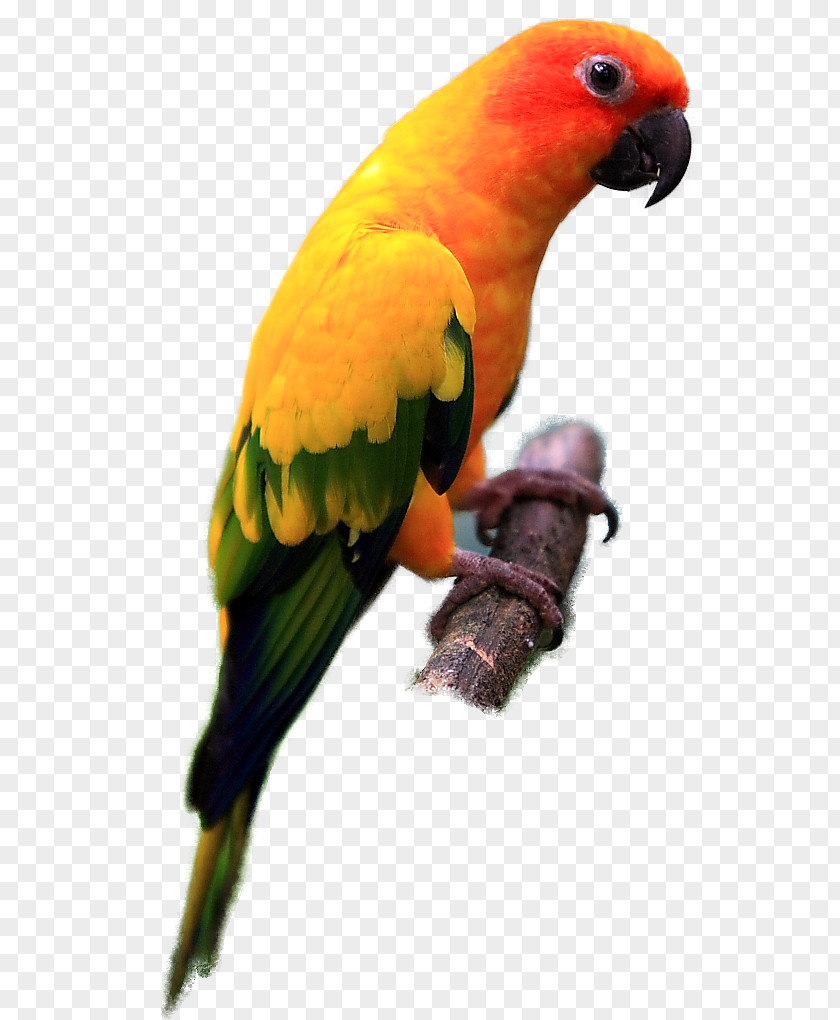 Colour Clipart Parrot Lovebird Sun Conure Jandaya Parakeet PNG