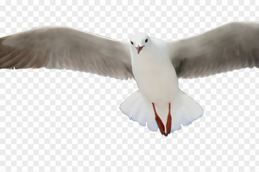 Great Blackbacked Gull Water Bird Feather PNG