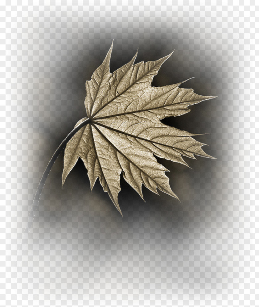 Leaf Maple Branch Tree PNG