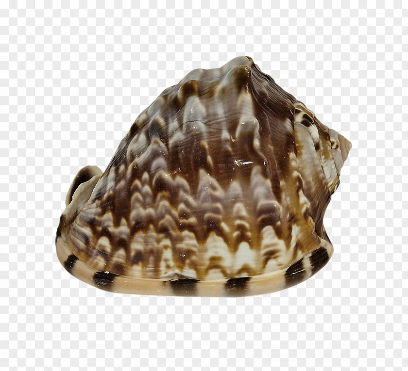 Seashell Clam Cockle Mussel Conchology PNG