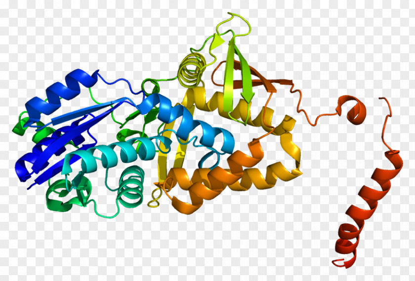 Argininosuccinate Synthase Argininosuccinic Acid Synthetase 1 Enzyme PNG