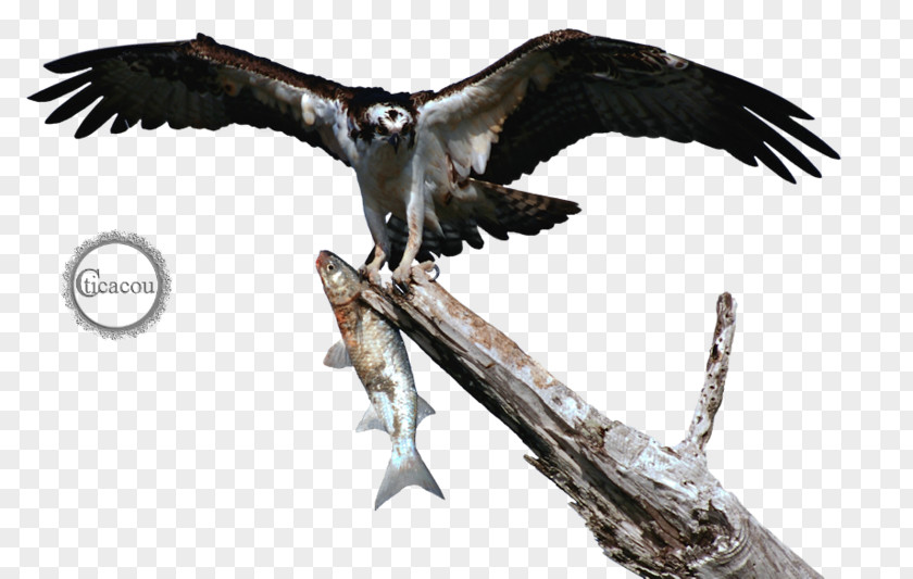 Bird Of Prey Wing Vulture Buzzard PNG