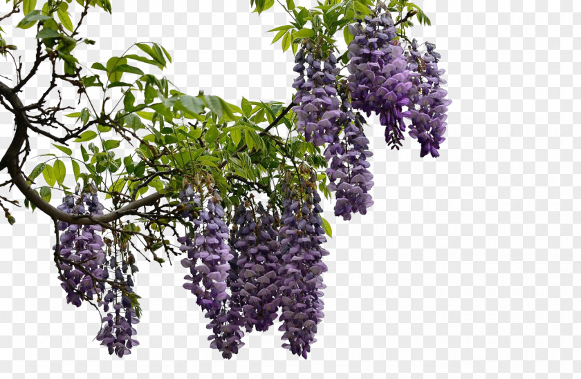 Clusters Of Wisteria PNG of wisteria clipart PNG