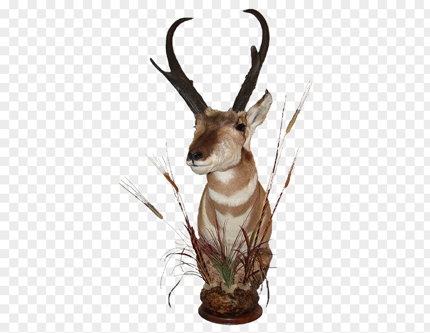 Deer Waterbuck Trophy Hunting Horn PNG