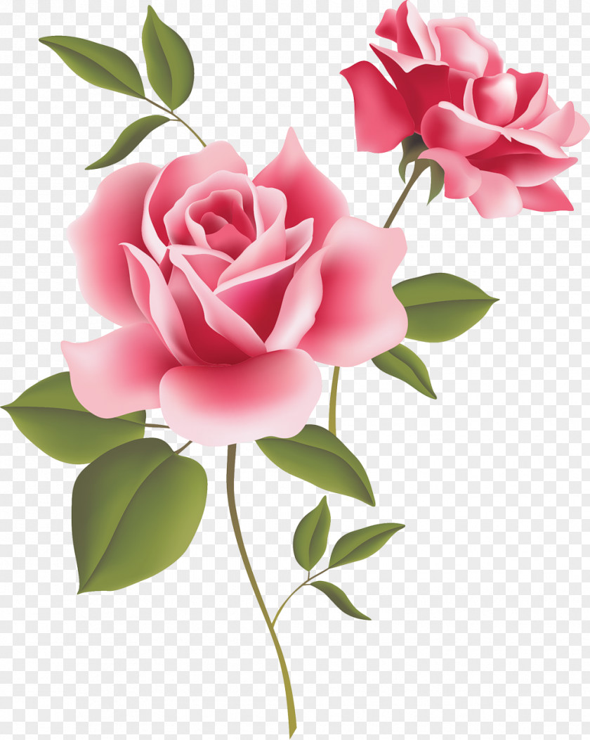 Fuchsia Frame Vintage Roses: Beautiful Varieties For Home And Garden Pink Clip Art PNG