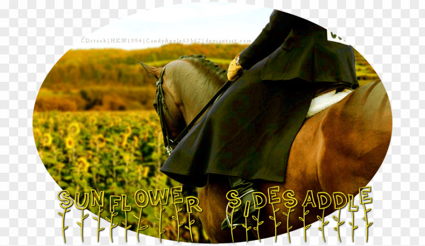 Horse Tack Mane Stock Photography PNG