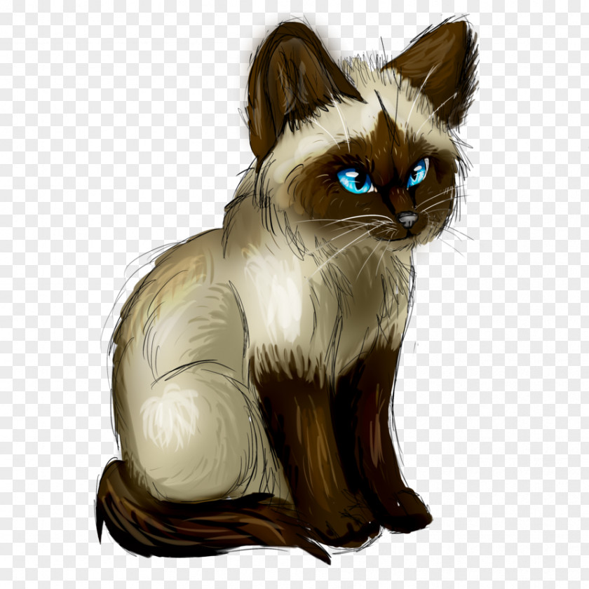 Kitten Whiskers Balinese Cat Siamese Paw PNG