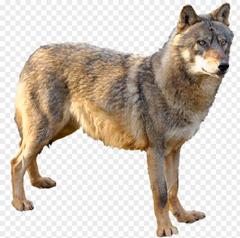Kunming Wolfdog Czechoslovakian Saarloos Coyote Alaskan Tundra Wolf PNG