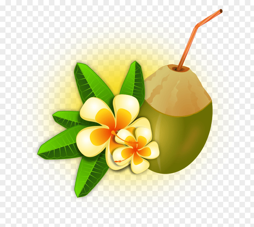 Coconut Water Tropics Clip Art PNG