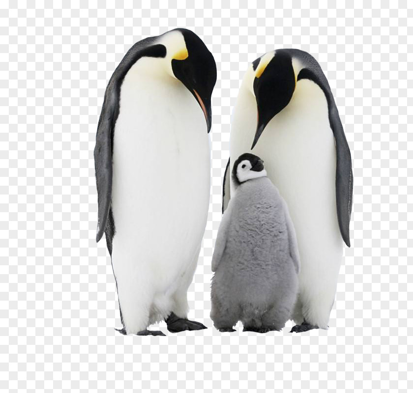 Cute Penguin Family Chinstrap Antarctica Adxe9lie PNG