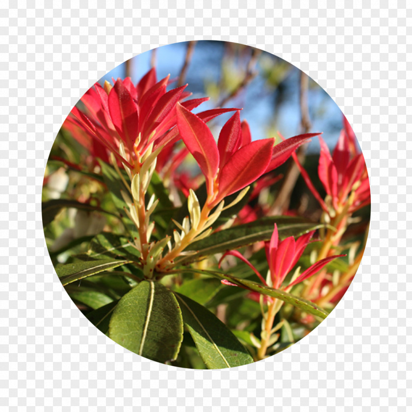 Flower Japanese Andromeda Shrub Evergreen Garden Deciduous PNG