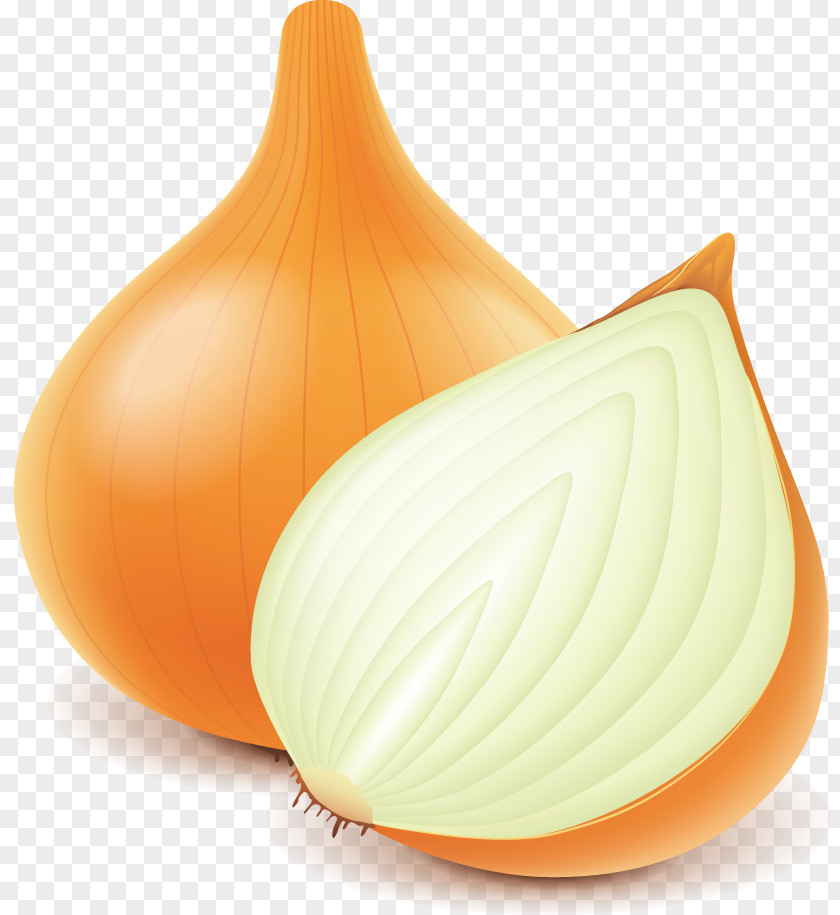 Onion Euclidean Vector PNG