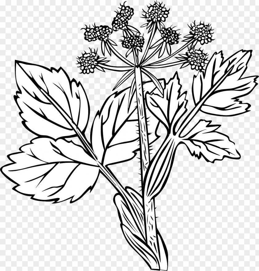 Plants Medicinal Vector Graphics Clip Art Flowering Plant PNG