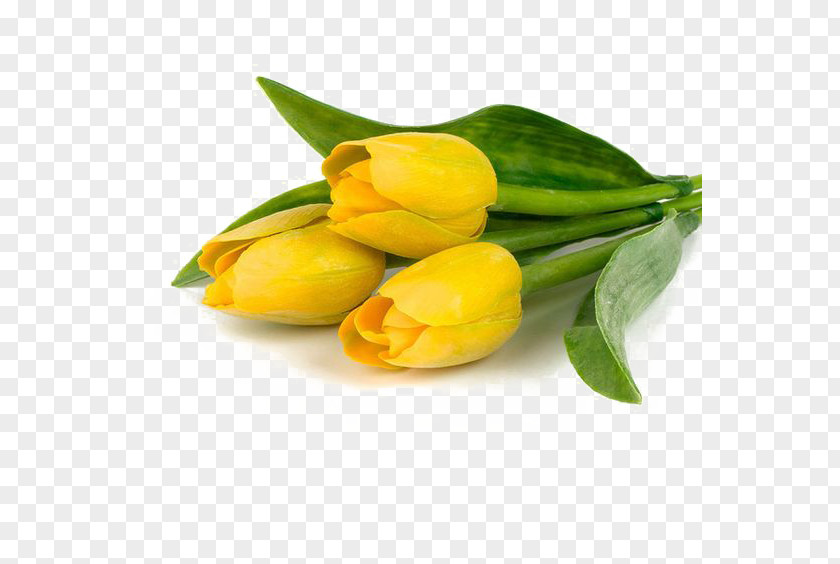 Tulip Flower Bouquet Yellow Polyvore PNG
