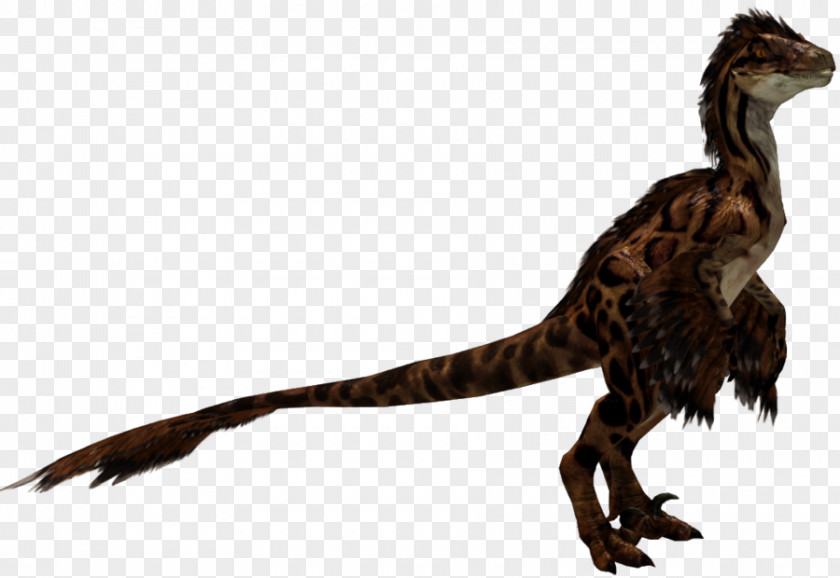 Velociraptor Tyrannosaurus Fauna Feather Beak PNG
