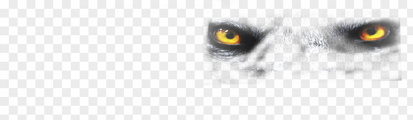Wolf Eyes Owl Eye Beak Snout PNG