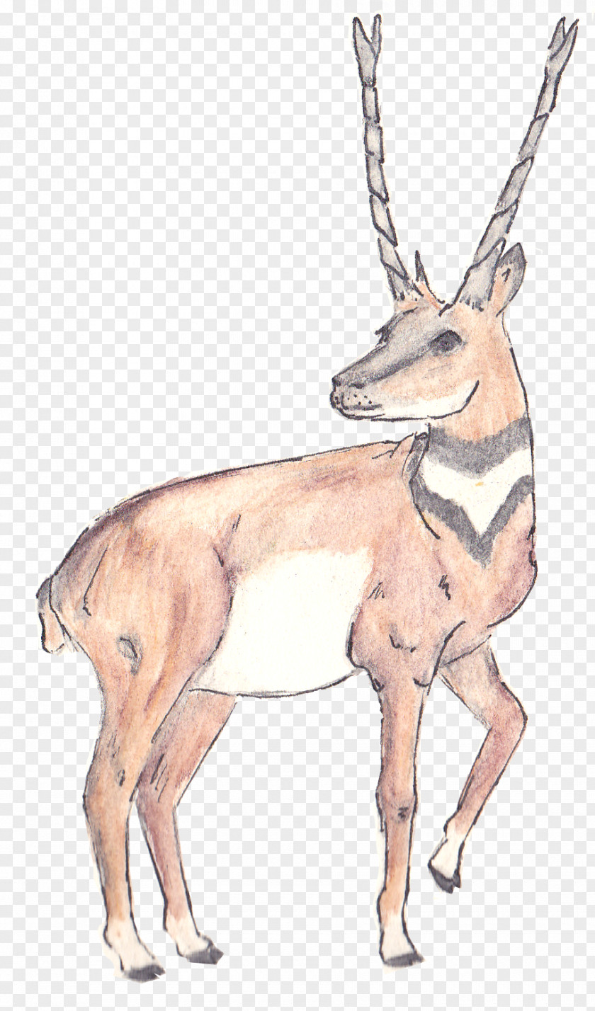 Antelope Musk Deer Reindeer Horn PNG