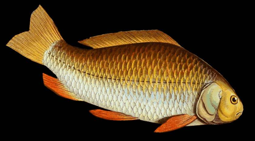 Carp Clipart Common Goldfish Tilapia Prussian PNG