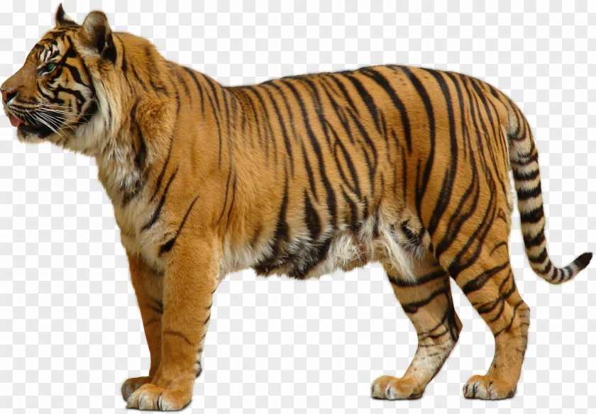 Download For Free Tiger In High Resolution Bengal Sumatran Siberian Man-Eater: Hot Shifter Romance PNG