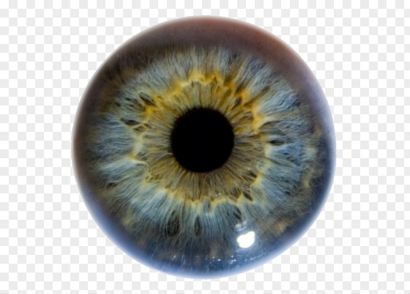 Eye Iris Human Pupil Color PNG