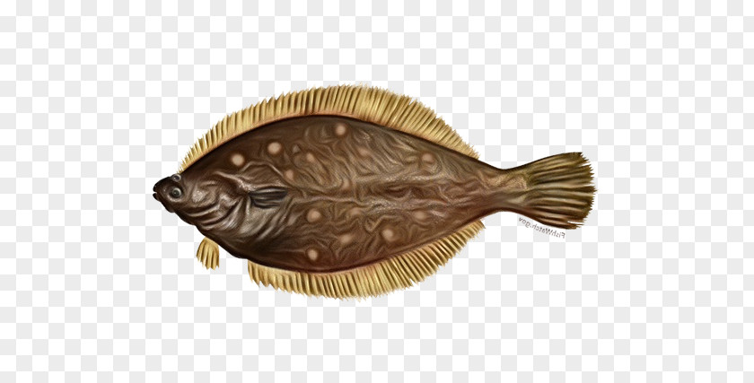 Flounder Sole Fish Flatfish PNG