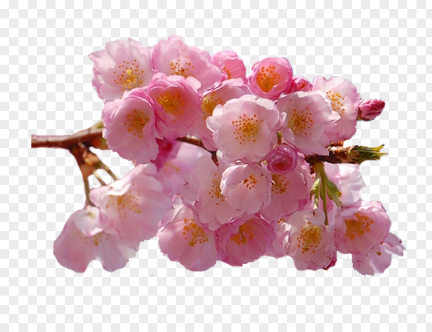 Flower Bouquet Petal Desktop Wallpaper PNG