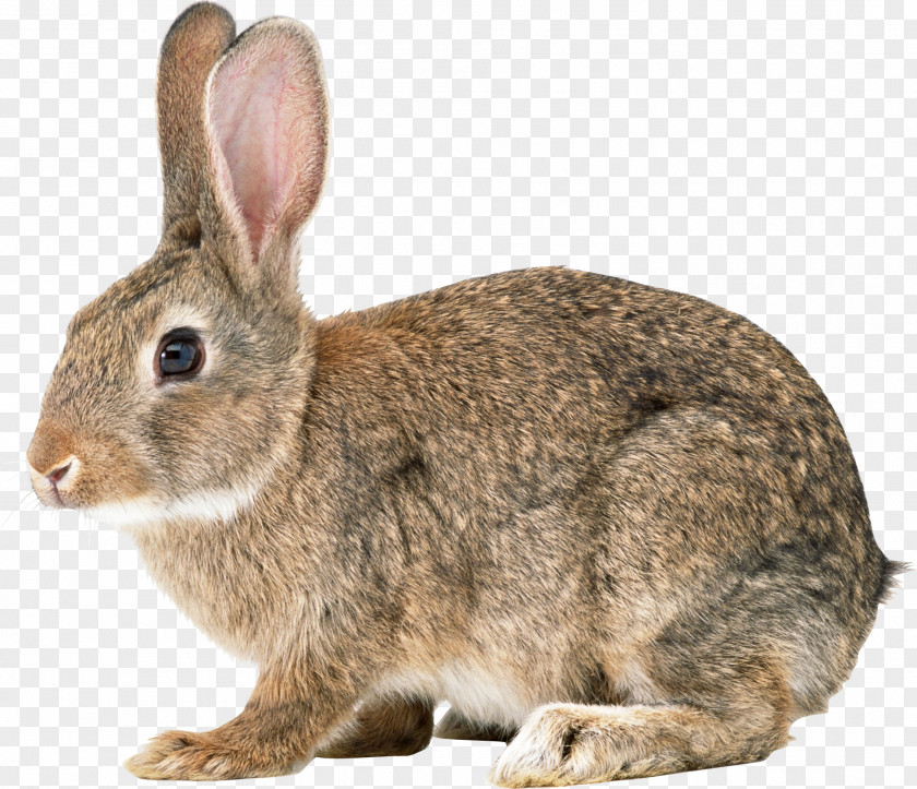 Rabbit Easter Bunny Hare Cottontail Domestic European PNG