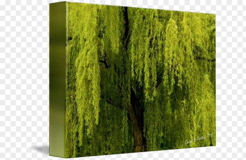 Tree Weeping Willow Canvas Print Art Shrub PNG