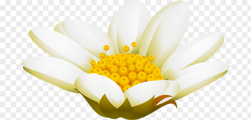 Advertising Chrysanthemum Pollen February PNG