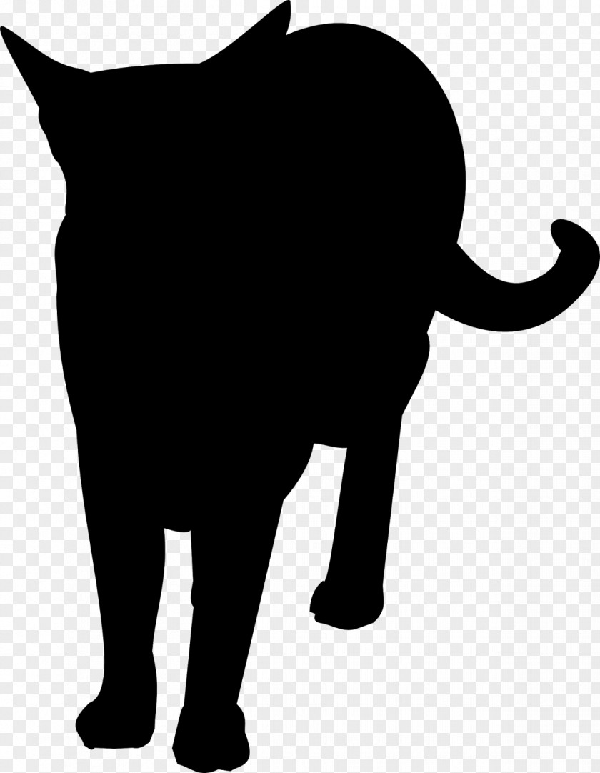 Cat African Elephant Whiskers Mammal PNG