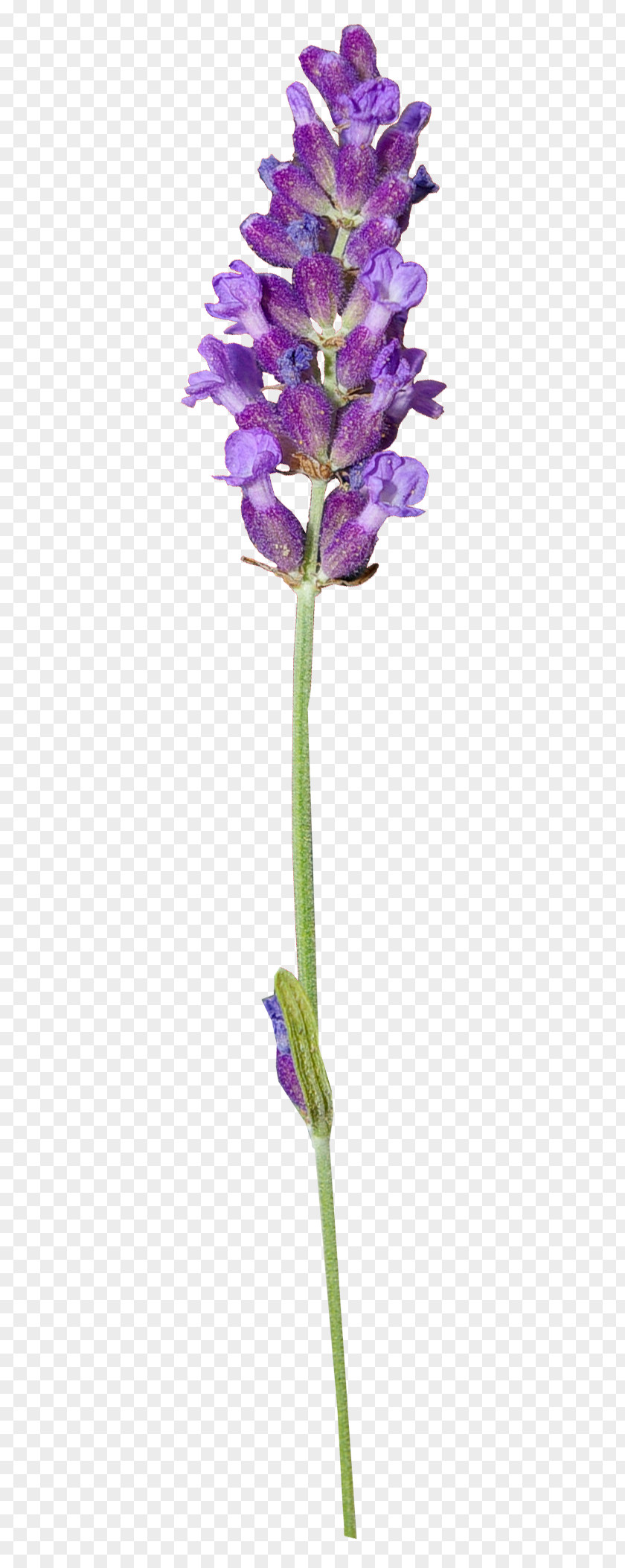 Dried Flower English Lavender Clip Art Herbaceous Plant Stem PNG