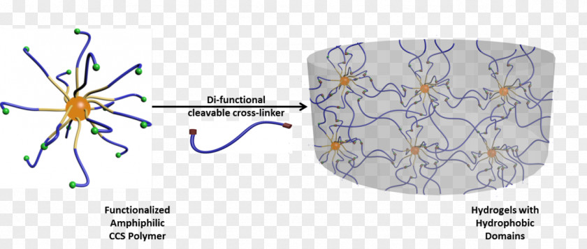 Drug-delivery Hydrophobe Cross-link Amphiphile Star-shaped Polymer Hydrogel PNG