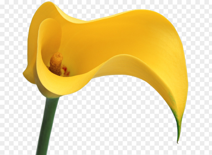 Flower Bog Arum Clip Art PNG