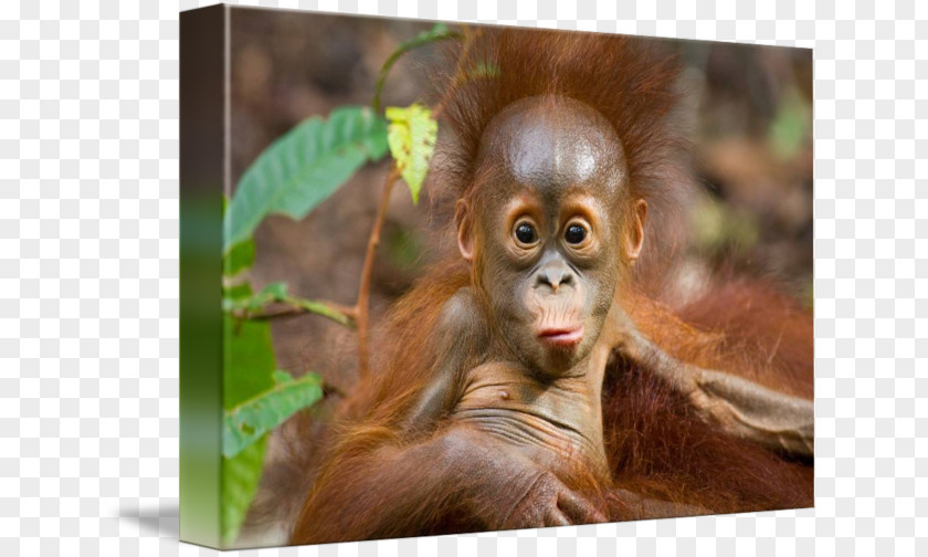 Orangutan Chimpanzee Borneo Primate Bornean Sumatran PNG