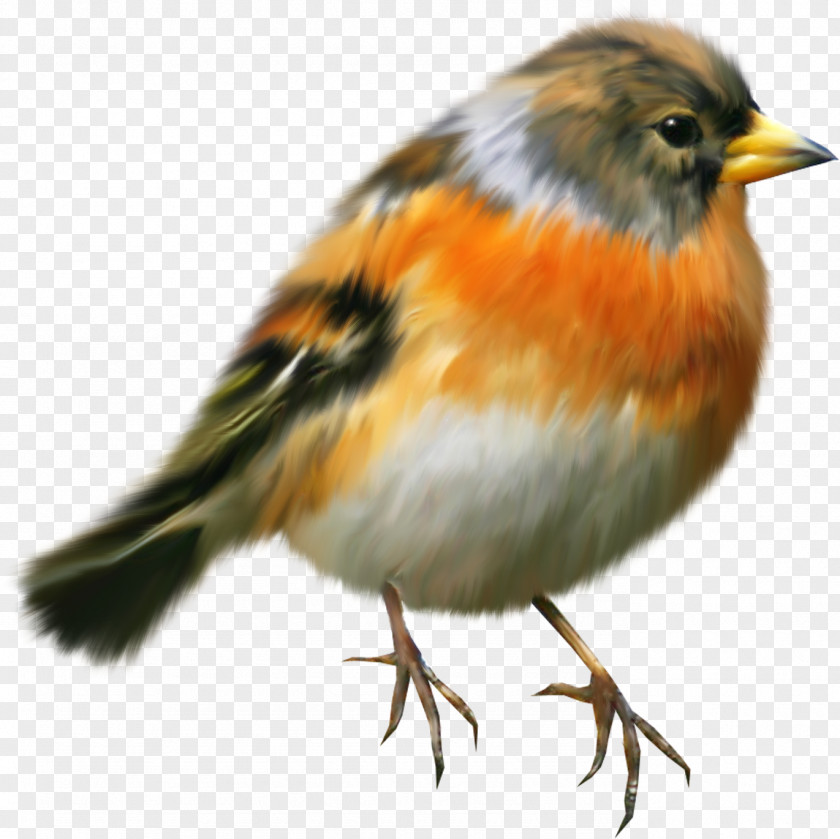 Sparrow Bird European Robin Painting Clip Art PNG