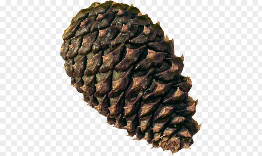 Conifer Cone Pine Conifers Clip Art PNG