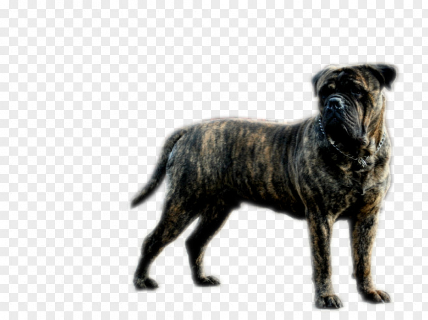 Dog Breed Snout Razas Nativas Vulnerables PNG