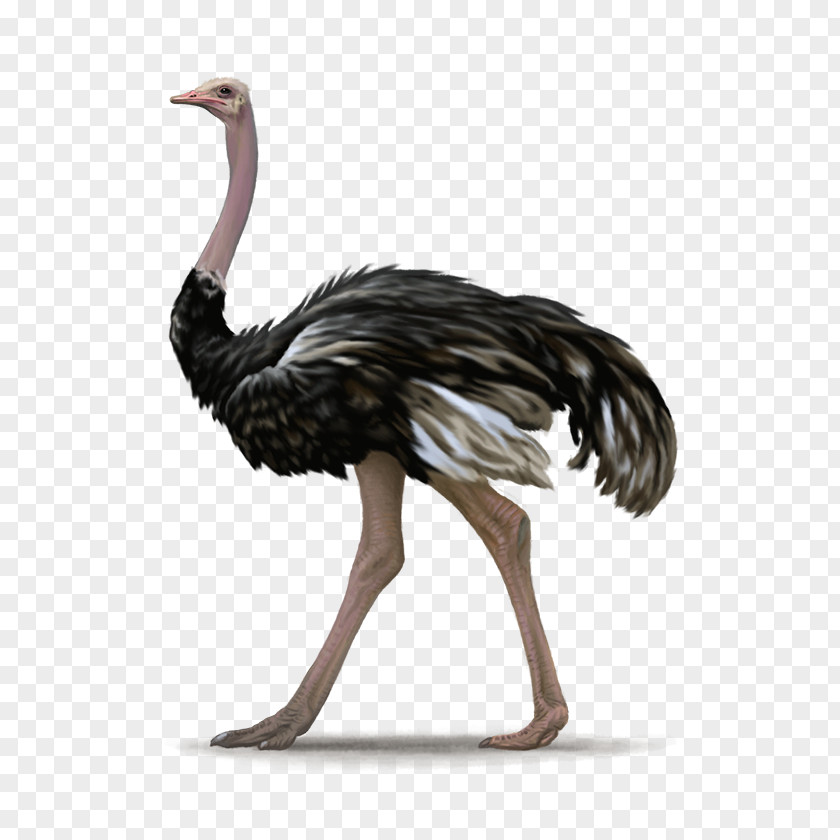 Ostrich Common Bird PNG