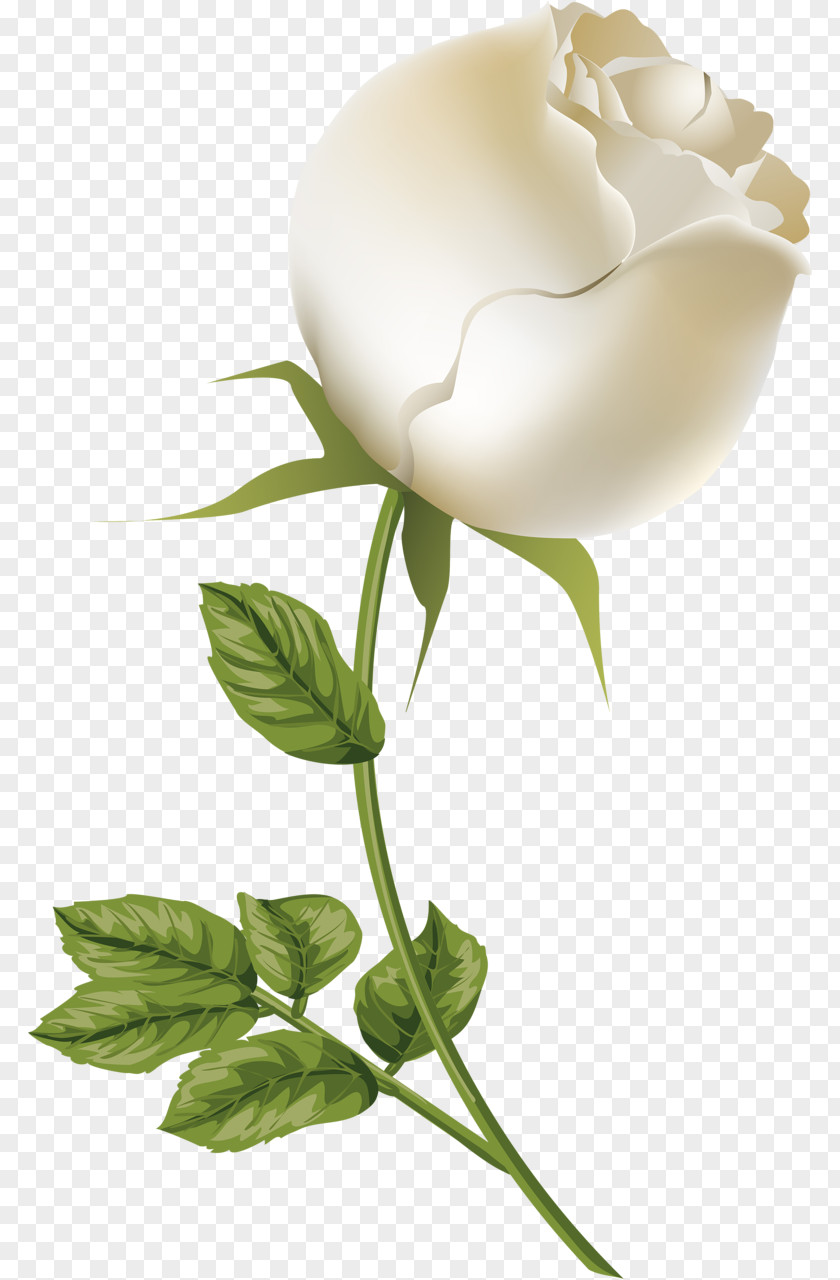 White Roses Cut Flowers Rosaceae Still Life Photography Plant Stem PNG