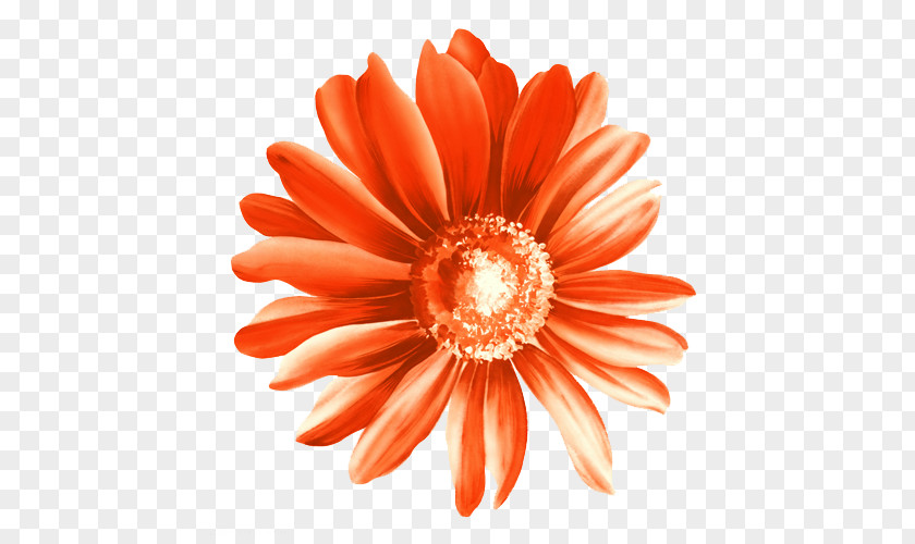 Calendula Officinalis Red Chrysanthemum Illustration Paper Flower PNG